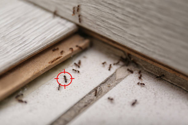 Best Wasp Removal Services  in Inglenook, CT