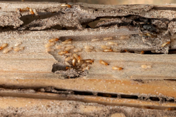 Best Mosquito Control Services  in Inglenook, CT